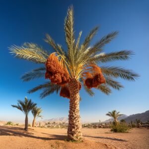 The Date Palm: A Natural Superfood.